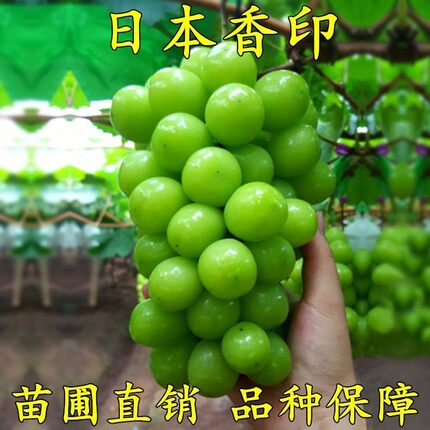 阳光玫瑰无核葡萄树苗日本香印晴王葡萄苗青提无籽葡萄苗当年结果