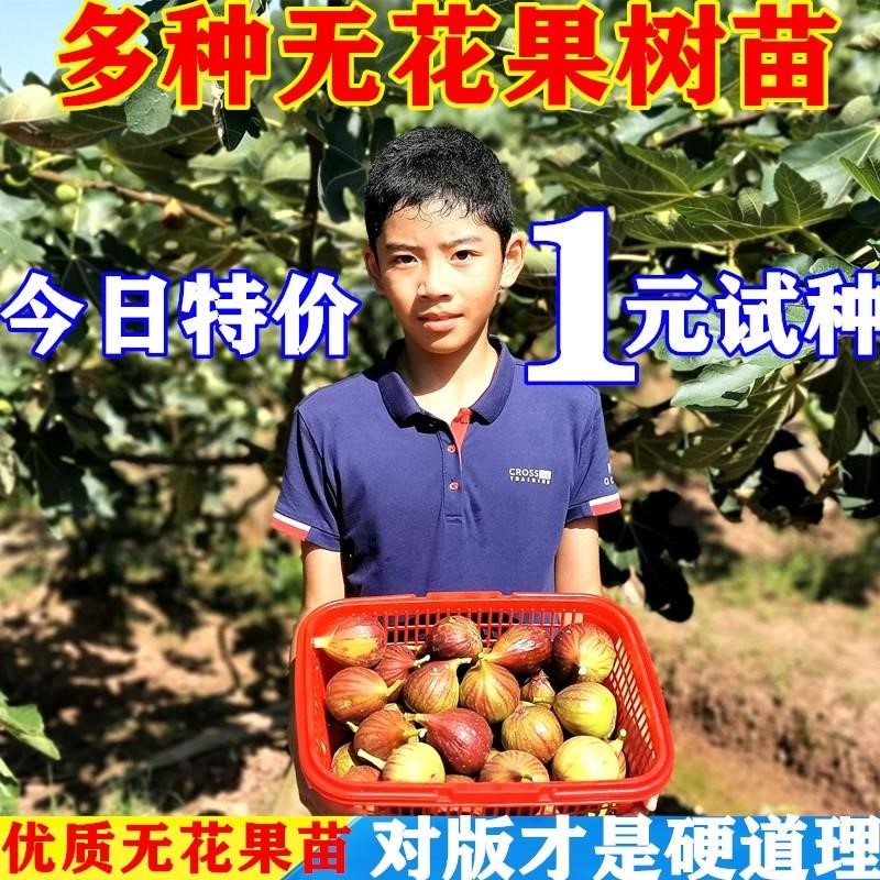 无花果树果苗波姬红特大盆栽地栽矮化南方北方当年结果无花果苗树