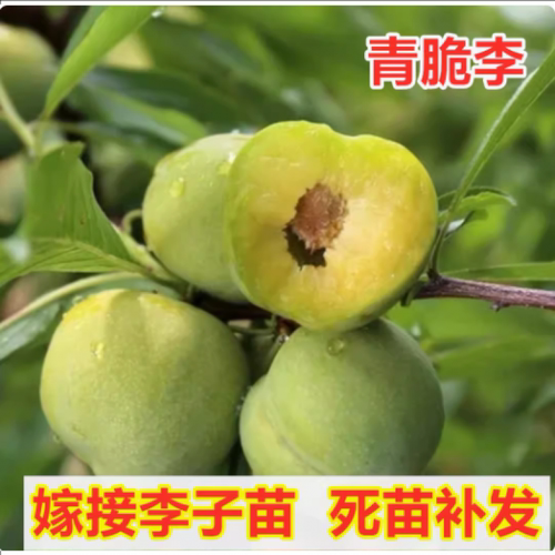 四川晚熟脱骨李嫁接苗李子树苗清脆李青脆甜李南方北方当年结果