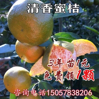 新品种巴西蜜桔树苗广西特早熟清香蜜桔橘子树地栽盆栽当年结果