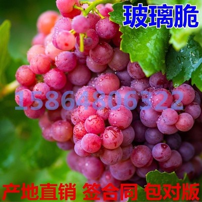 新疆玻璃脆翠葡萄树苖树苗南北方种植果树果苗当年结果葡萄苗