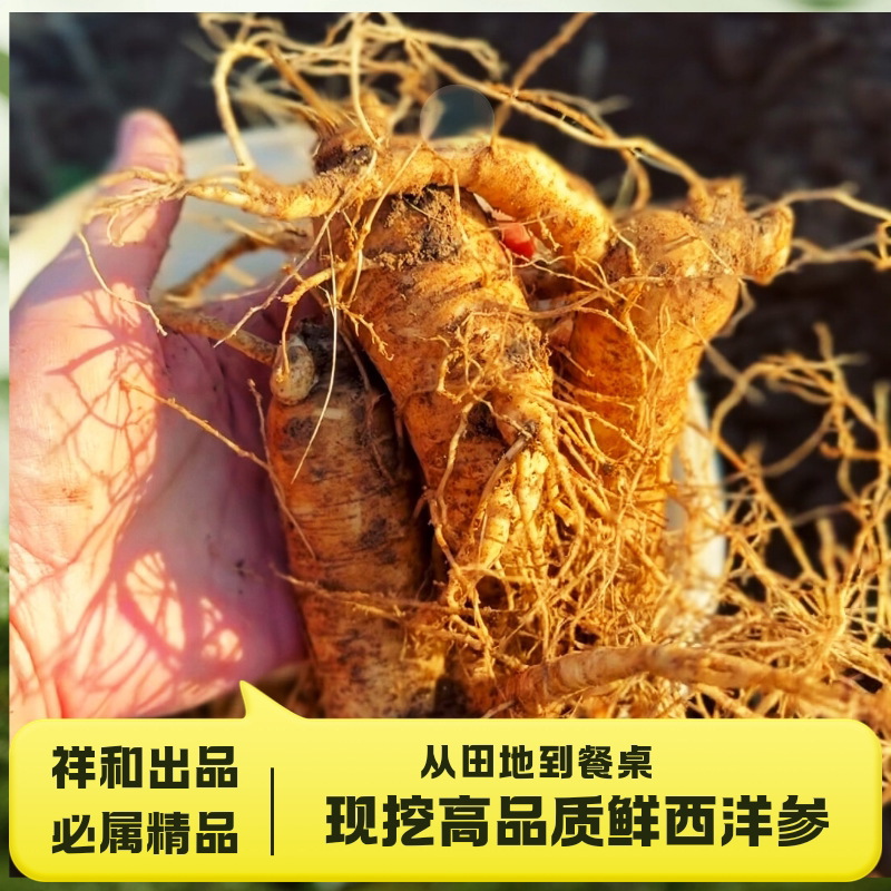 现挖鲜参正宗文登西洋参鲜参带土鲜人参煲汤泡酒威海特产