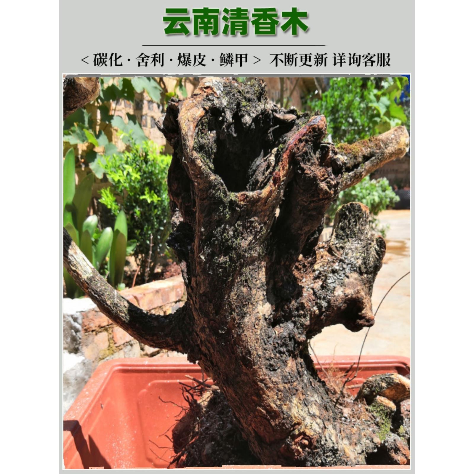 云南清香木贵柳羊蹄甲小石积铁马鞭生桩盆栽老桩直播连接一物一拍