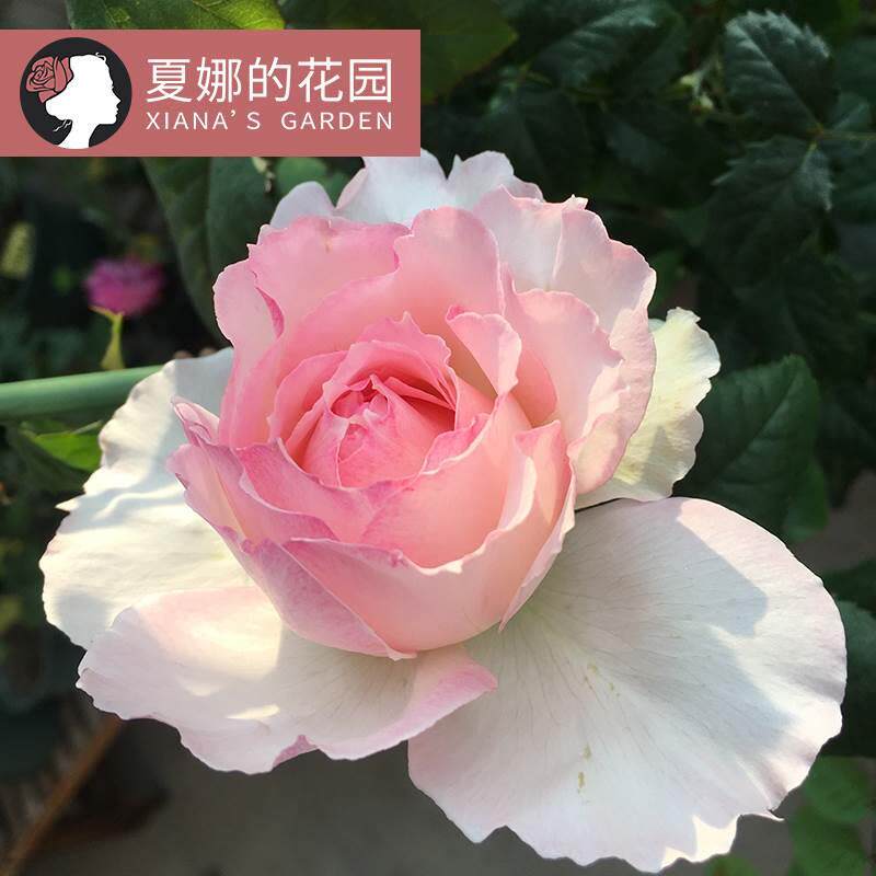佩尔朱克月季花苗大花浓香抗病粉色小仙女阳台盆栽灌木四季开花