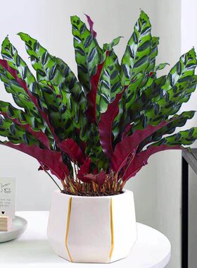 猫眼豹纹竹芋招财盆栽室内客厅公室桌面观叶绿植多彩叶净化空气