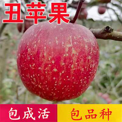 冰糖心丑苹果树果苗南北方庭院