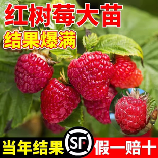 覆盆子果树苗盆栽地栽南北方种植当年结果红黄黑树莓苗 树莓苗双季