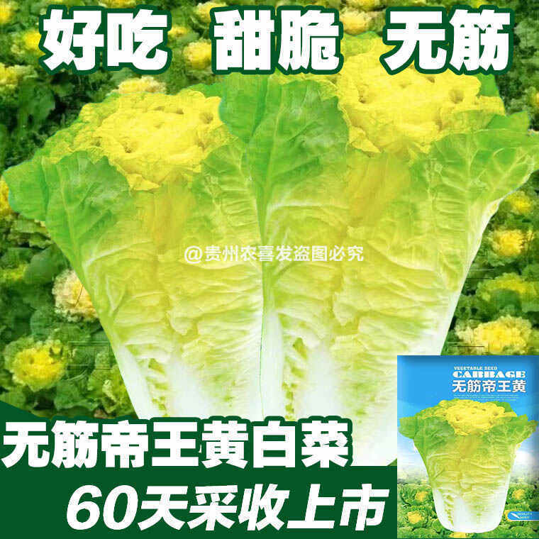 高产无筋黄心大白菜种子四季种植下锅耙夏季抗热抗病白菜蔬菜种籽