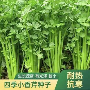 庭院菜阳台菜园盆栽 四季 小香芹种子小芹种籽蔬菜农家种籽播四季