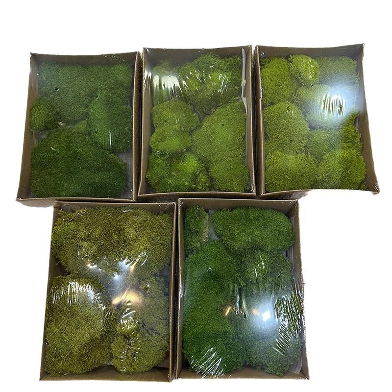 永生苔藓植物墙白发藓块真苔藓青苔墙干花背景墙青苔鹿蕊藓植物墙