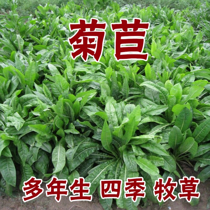 菊苣草种籽大叶多年生喂猪菜兔子牛羊鱼鸡鸭鹅爱吃的四季牧草种子