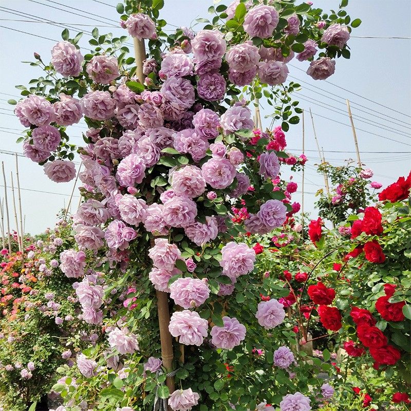 欧月藤本威基伍德月季玫瑰花苗庭院蔷薇花园植物盆栽四季开花爬藤