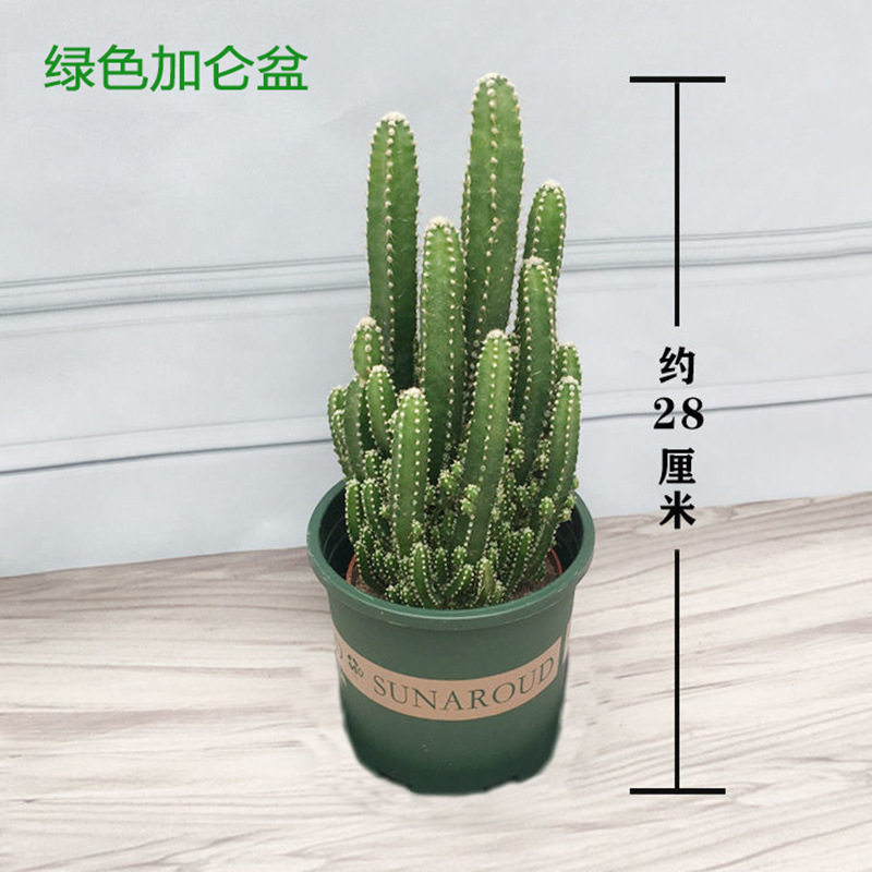 掌一物新款上市直播多肉植物花卉盆栽阳台四季好养易活绿植仙人球