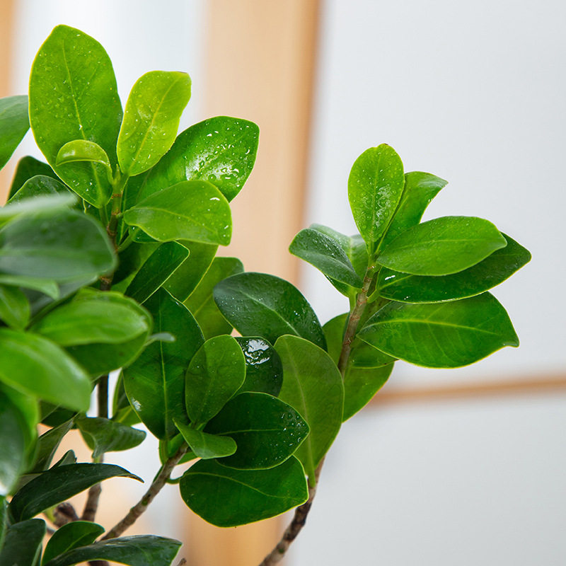 大景芦荟办公室内桌面客厅绿植花卉四季常青小榕树盆栽易活植物