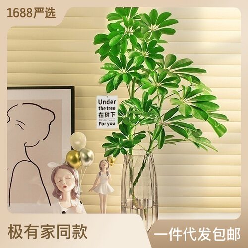 水培鸭脚木盆栽绿植物室内客厅鲜切日本吊钟平替水养马醉木在树下