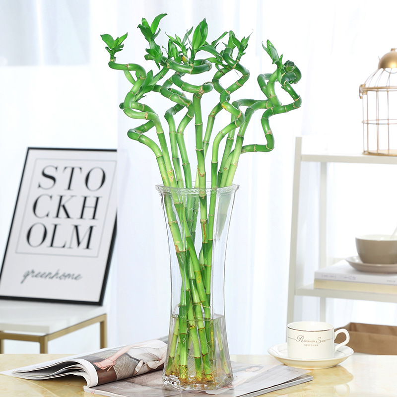 富贵竹芦荟水培发财树带根转运竹子盆栽花卉植物室内客厅水养花苗