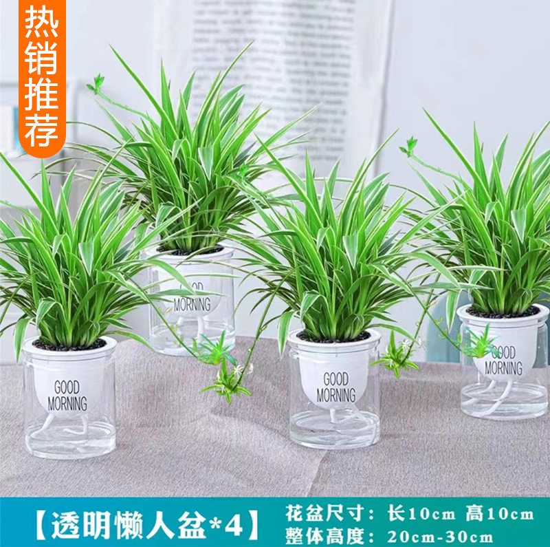 金边吊兰盆栽花卉植物室内花阳台四季常青好养活绿植水养水培垂吊