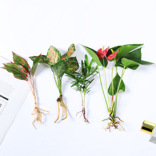 花绿植四季 常青室内花卉水养苗绿萝发财树白掌盆栽桌面水培易成活