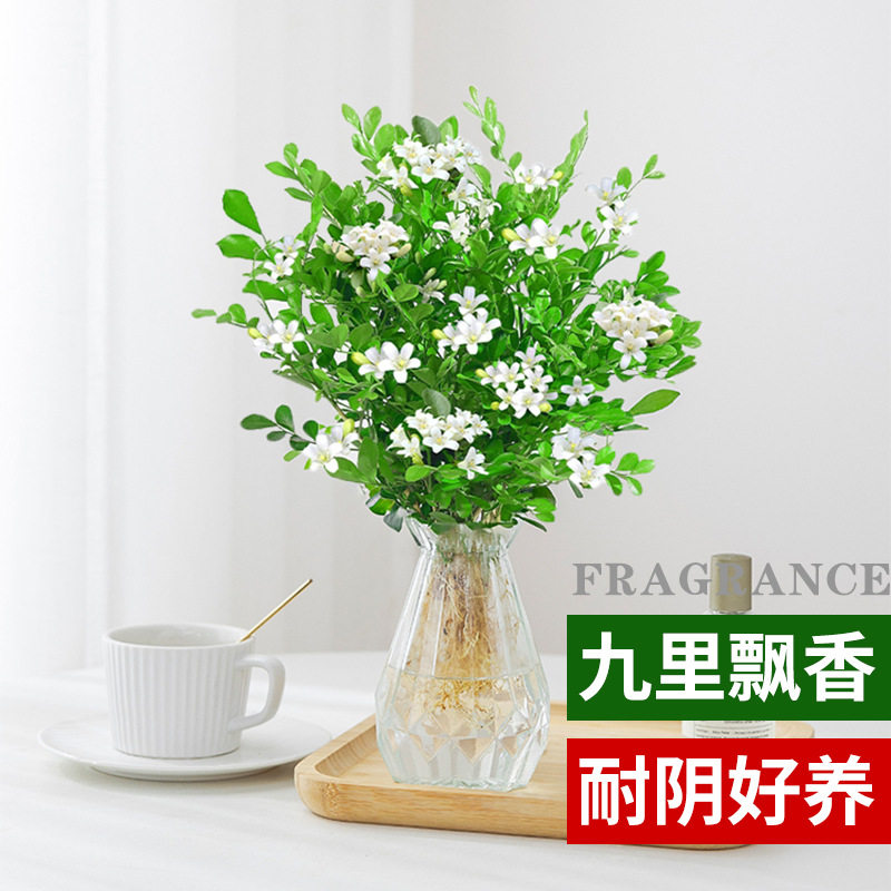 九芦荟新款盆栽植物四季开花卉办公室内桌面七里香千里眼好养绿植