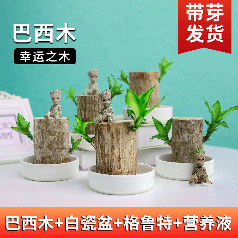 水培植物带芽苞幸运木室内绿植花卉桌面格鲁特迷你盆栽水养