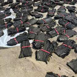 威海海带头特惠厚实干海带头地摊货麻辣烫火锅煲汤干海带爆品商用