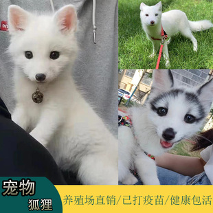 宠物狐狸活体雪狐白狐蓝狐大理石狐冰岛狐银黑狐白化狐幼崽预定金