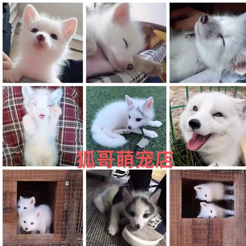 宠物狐狸活体雪狐白狐蓝狐大理石狐冰岛狐银黑小狐狸幼崽标价定金