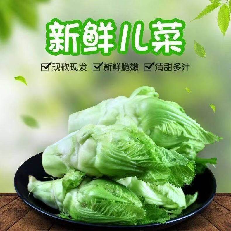 四川当季儿菜新鲜纯儿子抱儿菜农家蔬菜娃娃菜泡菜