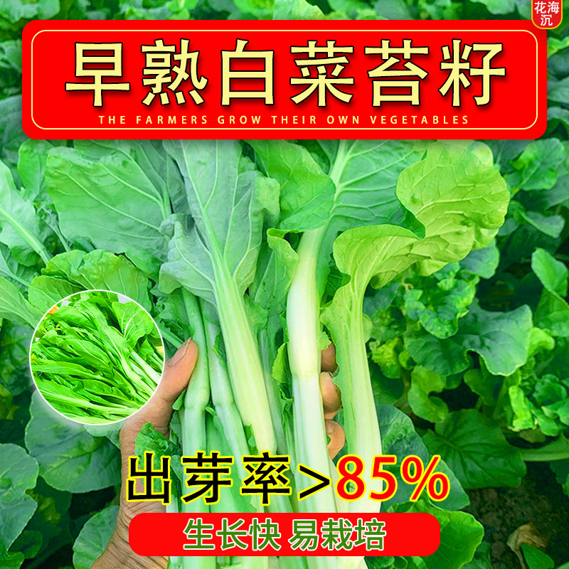 早熟白菜苔种子高产四季菜心种籽农家种植菜苔种甄选蔬菜种子大全