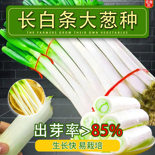 山东长白条大葱章丘铁杆大葱种子耐寒耐旱高产大葱种籽四季播种子