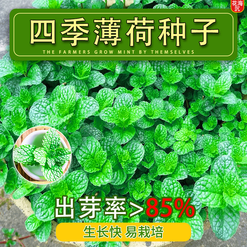 食用薄荷种子四季柠檬薄荷种子驱蚊花草植物种子阳台盆栽薄荷种籽