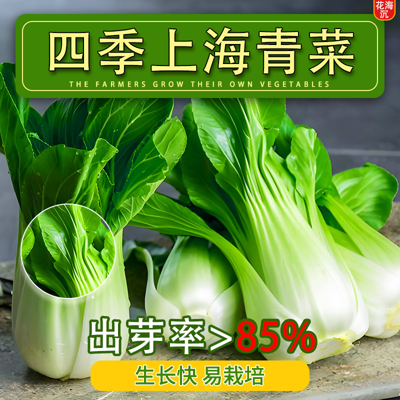 上海抗热605耐热上海青小油菜青梗菜夏季耐高温新鲜蔬菜