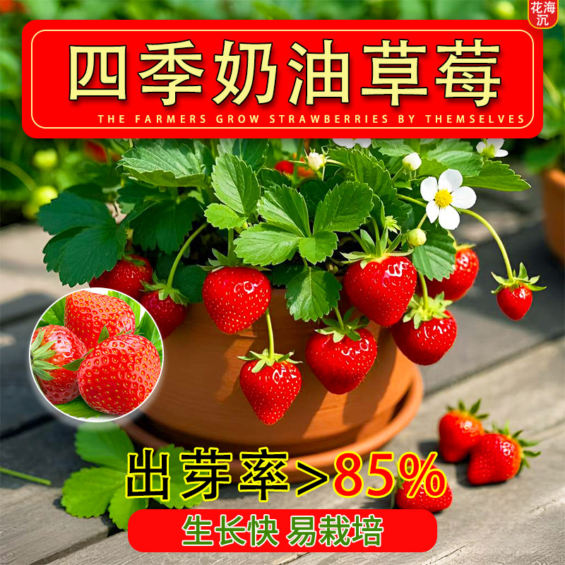 奶油草莓种子籽红果多年生奶油草莓室内室外盆栽庭院四季水果种子