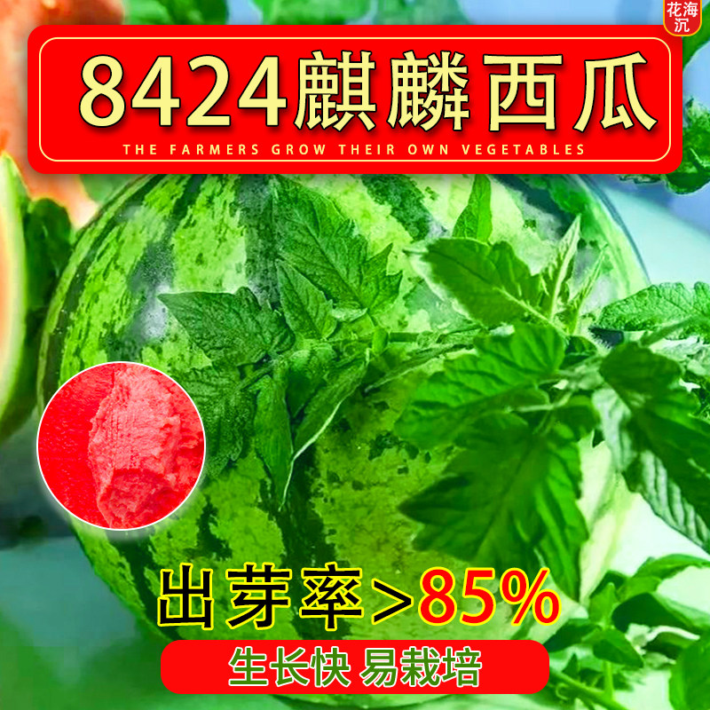 8424麒麟无籽美都西瓜种籽大全种子水果瓜果苗小南方蔬菜苗秧种孑