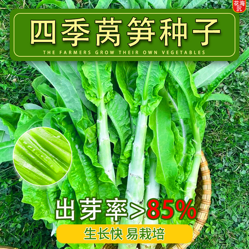 秋莴笋种子菜种窝笋莴苣种籽苗秧秧苗耐寒青笋四季蔬菜孑子香大全