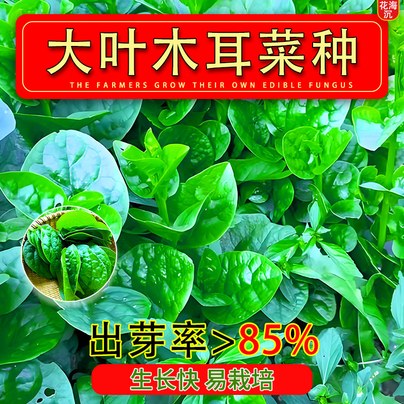 大叶木耳菜种子四季小青菜阳台盆栽菜种种植秧孑夏季菜苗蔬菜种籽
