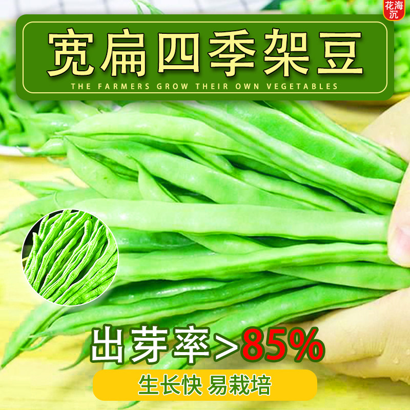 无筋四季豆种孑泰国架豆王春秋季高产长豆角种子爬藤蔬菜种子大全