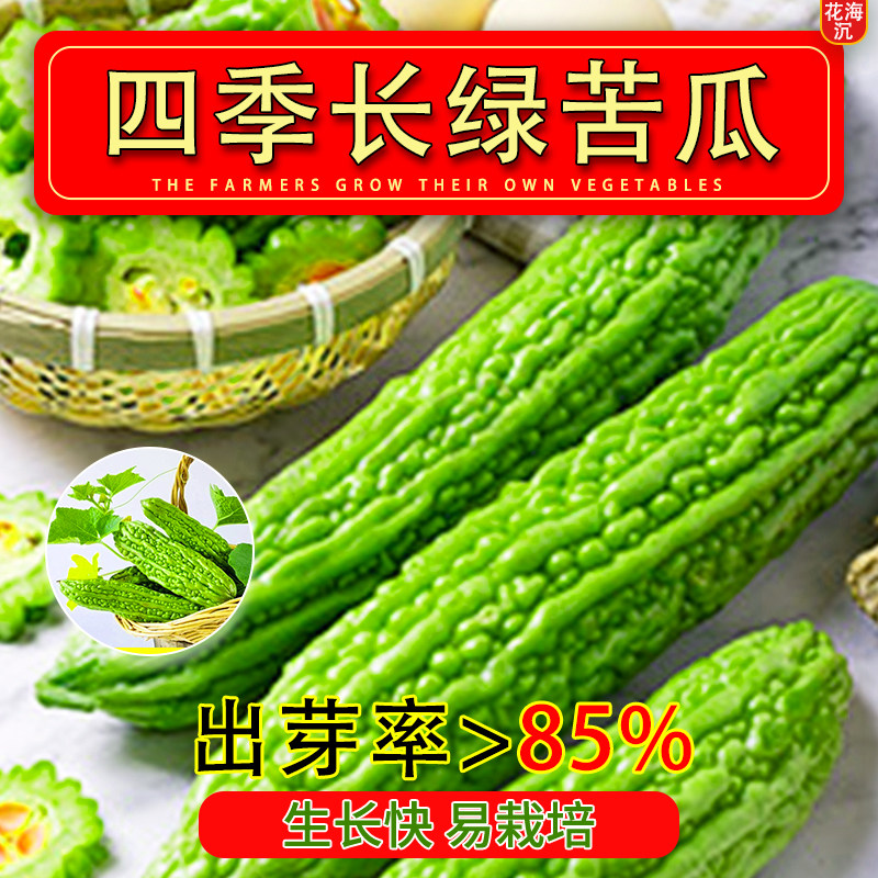 苦瓜种子高产早熟翠绿疙瘩青绿白苦瓜种籽春季四季播庭院蔬菜种孑