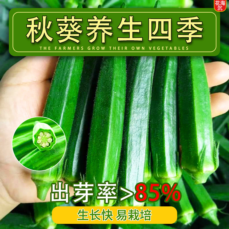 秋葵种子黄绿秋葵种籽四季播种高产黄秋葵籽农家阳台庭院蔬菜种子