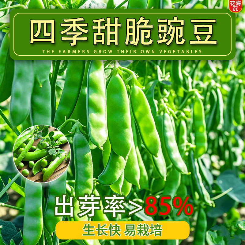 甜脆豌豆种子四季高产可生吃青豌豆苗尖种籽菜豌豆荷兰豆蔬菜种孑