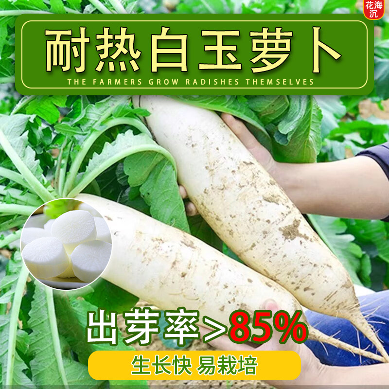 夏季耐热夏抗40白玉萝卜种子大全沙窝青水果萝卜四季播种蔬菜种子