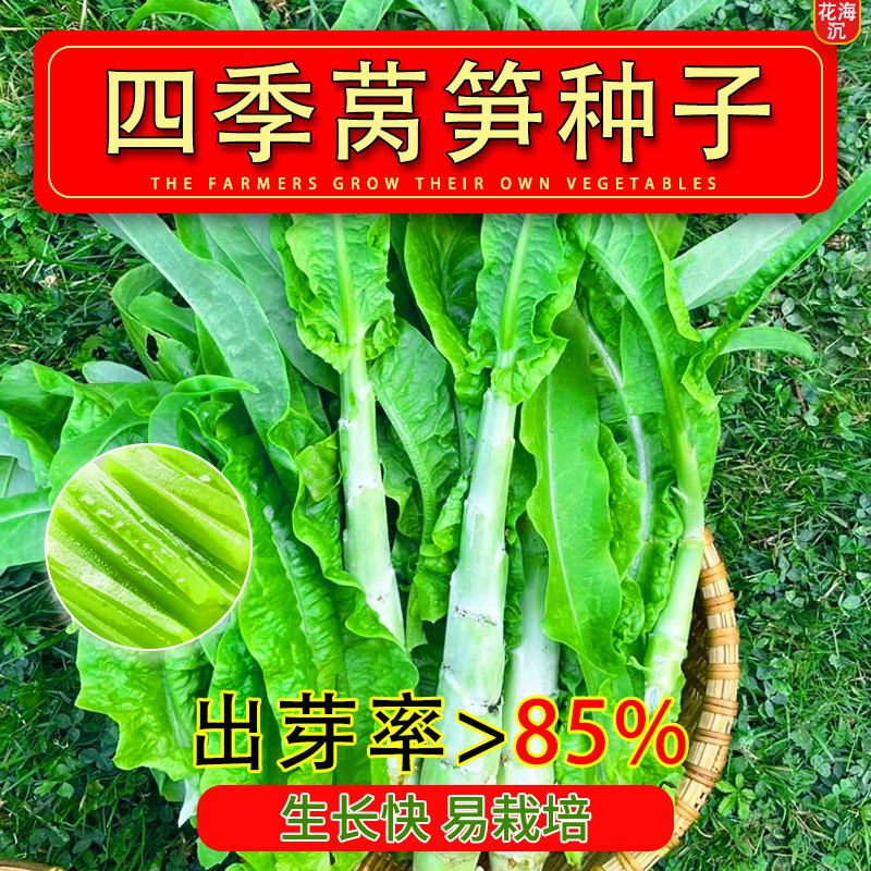 秋莴笋种子菜种窝笋莴苣种籽苗秧秧苗耐寒青笋四季蔬菜孑子香大全
