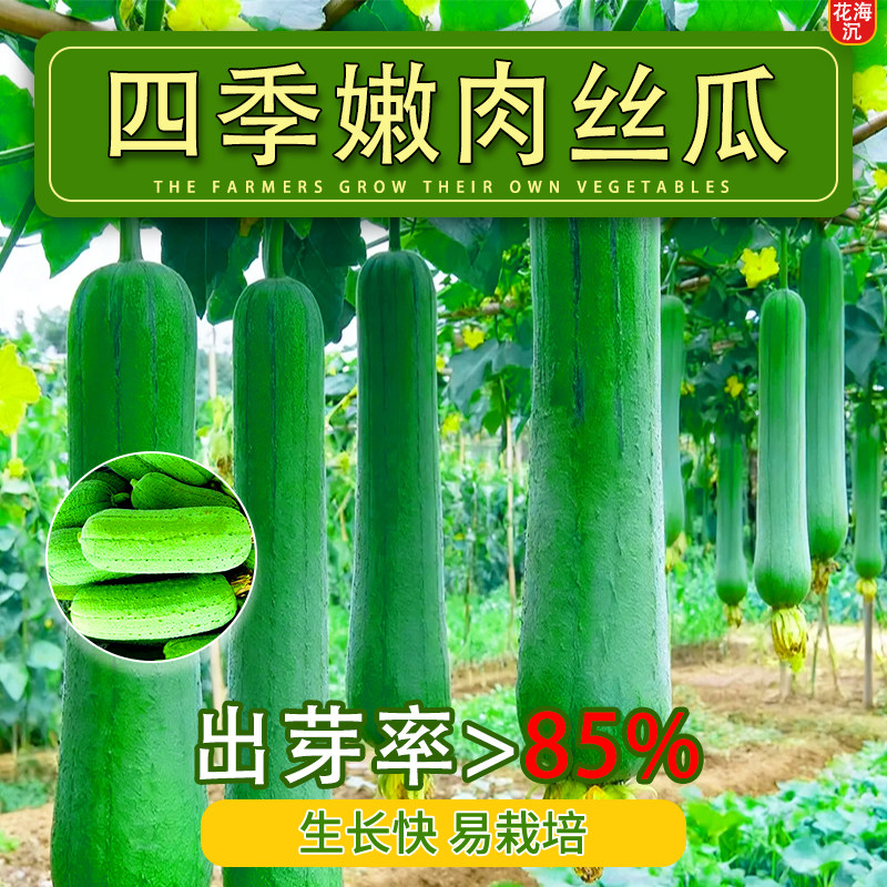 香嫩肉丝瓜种子四季高产早熟肉丝瓜种子春秋季丝瓜籽农家蔬果种子