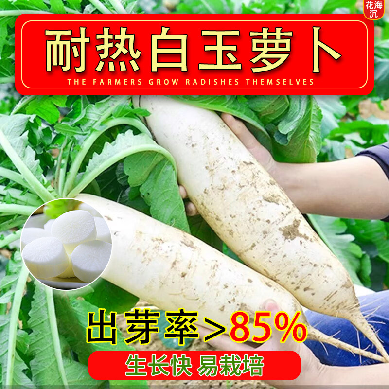 夏季耐热夏抗40白玉萝卜种子大全沙窝青水果萝卜四季播种蔬菜种子