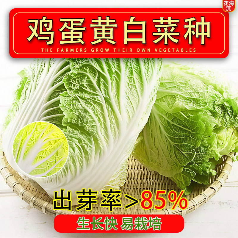 鸡蛋黄奶油大白菜种子真好吃黄心快菜种籽高产四季播田园蔬菜种子