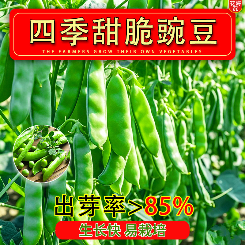 甜脆豌豆种子四季高产可生吃青豌豆苗尖种籽菜豌豆荷兰豆蔬菜种孑
