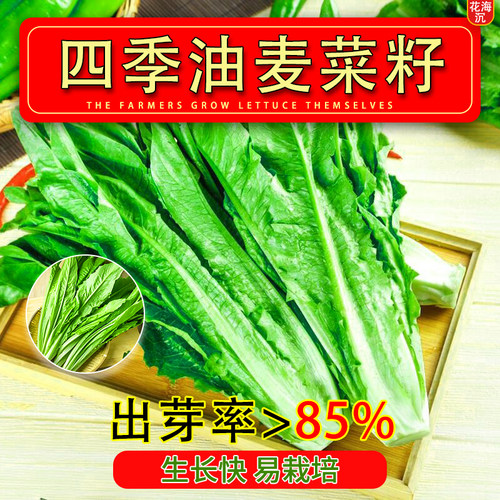油麦菜种子四季大叶耐热油麦菜农家阳台盆栽苦菜大青菜蔬菜种籽子