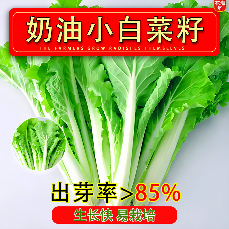 奶油快菜种子小白菜种籽四季蔬菜青菜菜种孑子籽种大全白莱快菜种