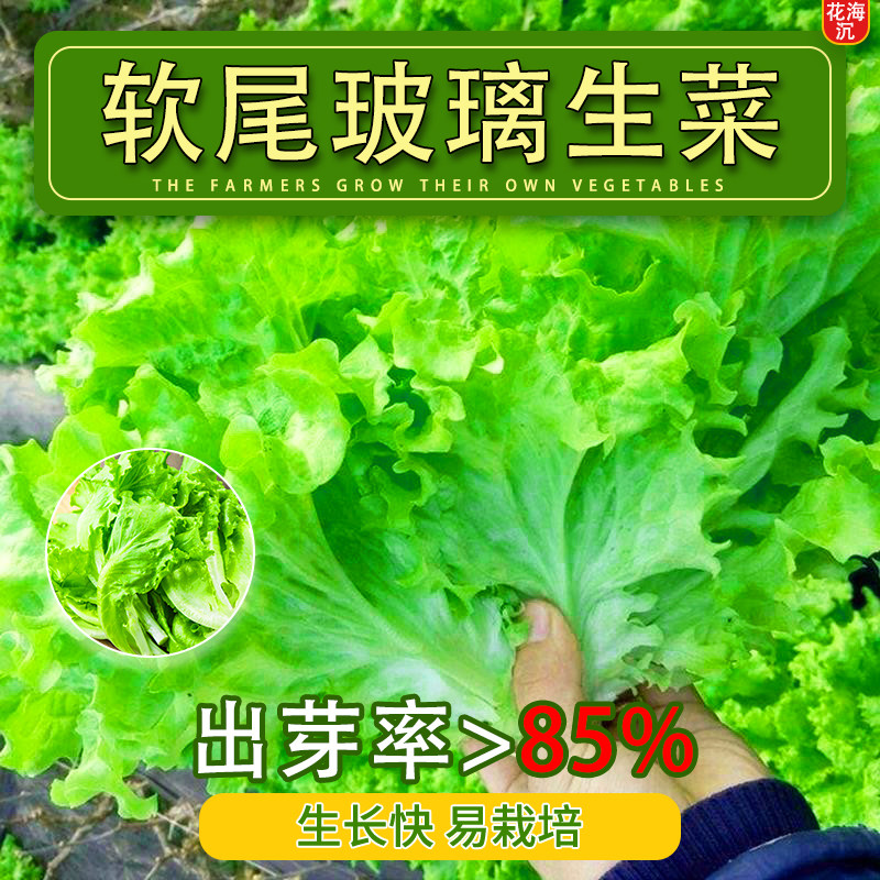 软尾玻璃生菜种子四季脆嫩生吃生菜种籽阳台庭院盆栽春季蔬菜种孑