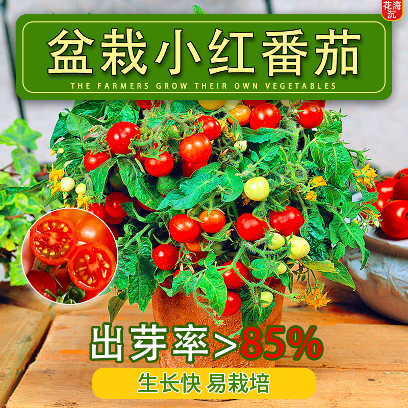 矮生小番茄种子盆栽秋冬季西红柿圣女果种籽菜籽蔬菜种子水果番茄